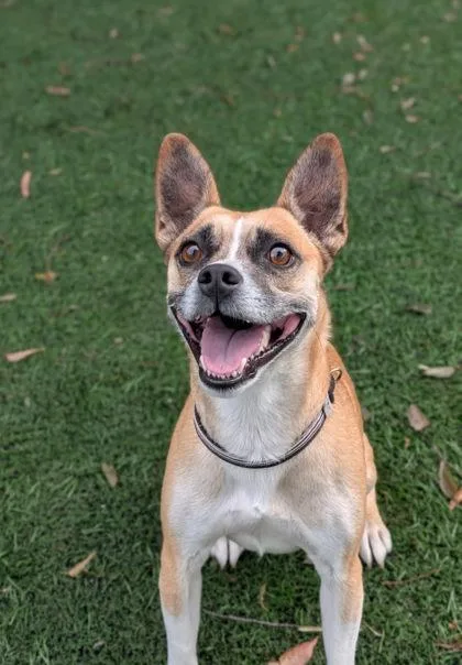 Truffles thumbnail 2