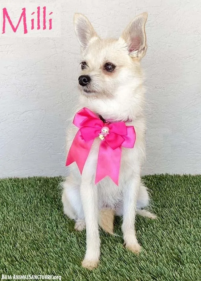 A young small-sized female Yellow / Tan / Blond / Fawn Chihuahua dog named Milli for adoption in San Diego, CA