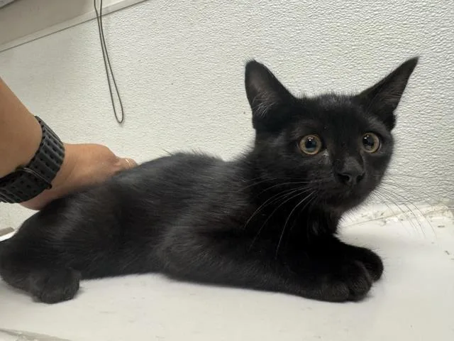 A baby medium-sized male Domestic Short Hair cat named Sage for adoption in Los Angeles, CA