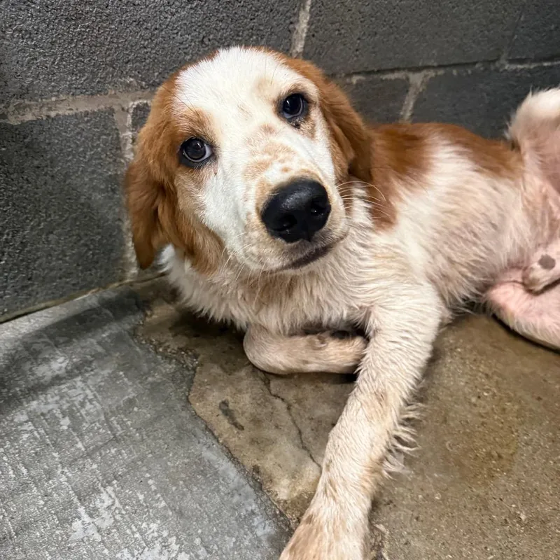 A young small-sized male Mixed Breed dog named Pepsi for adoption in Corbin, KY