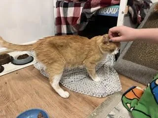 An adult medium-sized female White Domestic Short Hair cat named Hydrogen for adoption in Fruit Heights, UT