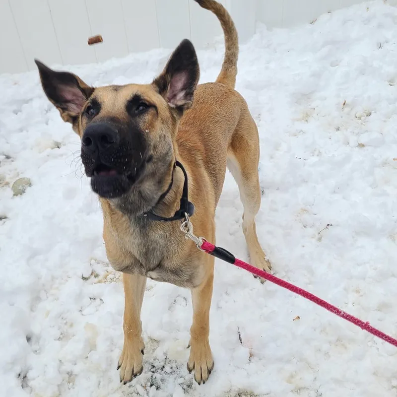 Fettuccine Alfredo thumbnail 2