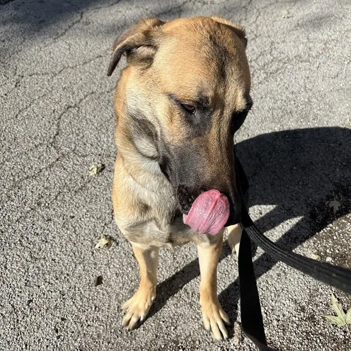 Fettuccine Alfredo thumbnail 3