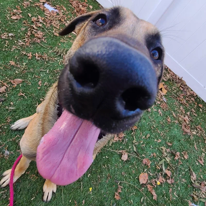 Fettuccine Alfredo thumbnail 5