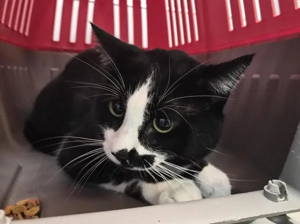 An adult large-sized male Domestic Short Hair cat named Mister for adoption in New York, NY