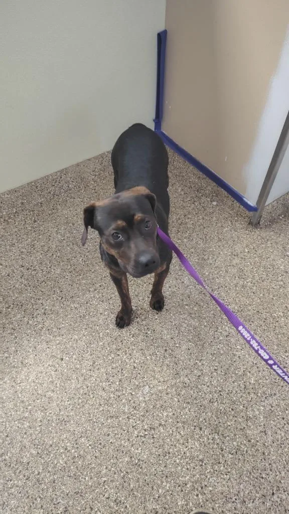 A young medium-sized male Terrier dog named Lewis for adoption in Great Bend, KS