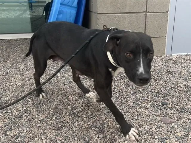 An adult large-sized female Pit Bull Terrier dog named Jennie for adoption in Mesa, AZ