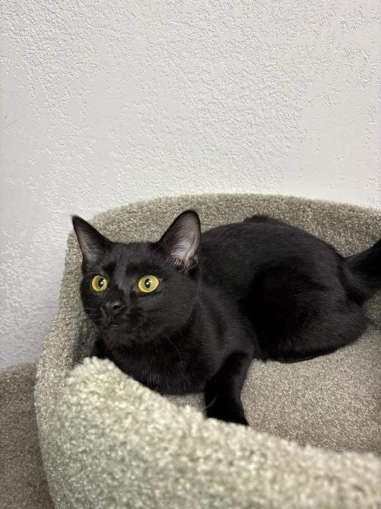 A young medium-sized female Domestic Short Hair cat named Nova for adoption in Temperance, MI