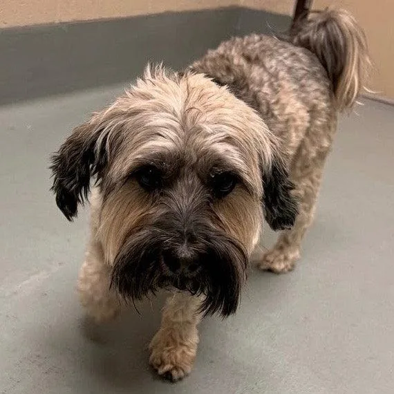 An adult small-sized female Shih Tzu dog named Koko for adoption in Bloomfield, CT