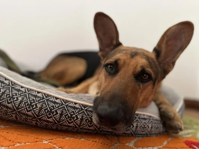 Sir Samson Lonestar thumbnail 2