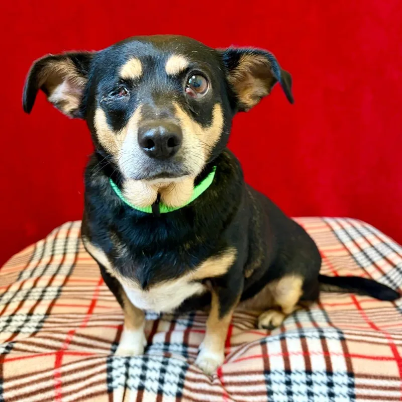 An adult small-sized female Black Chihuahua dog named Kelsi for adoption in Pekin, IL