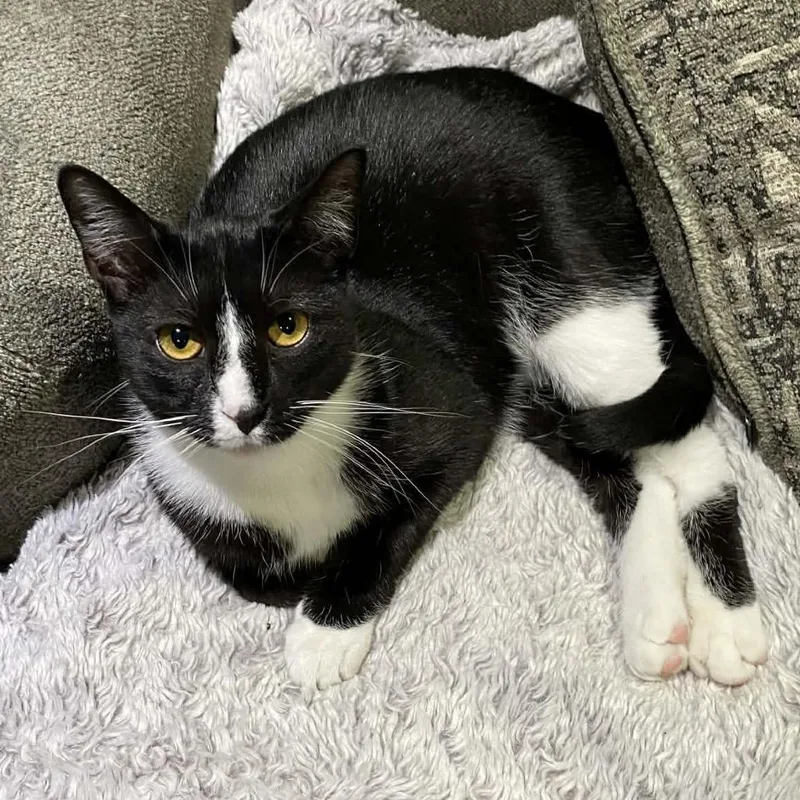 A young small-sized female Black Domestic Short Hair cat named Drusilla for adoption in Chillicothe, IL