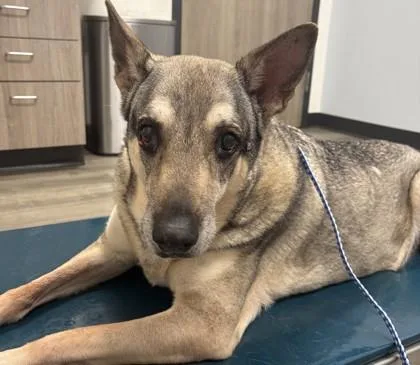 A senior large-sized female German Shepherd Dog dog named Nytiri for adoption in Windcrest, TX