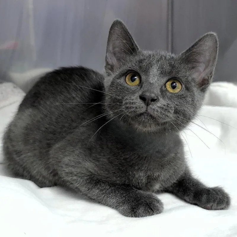 A baby small-sized female Gray / Blue / Silver Domestic Short Hair cat named Vuitton for adoption in Michigan City, IN