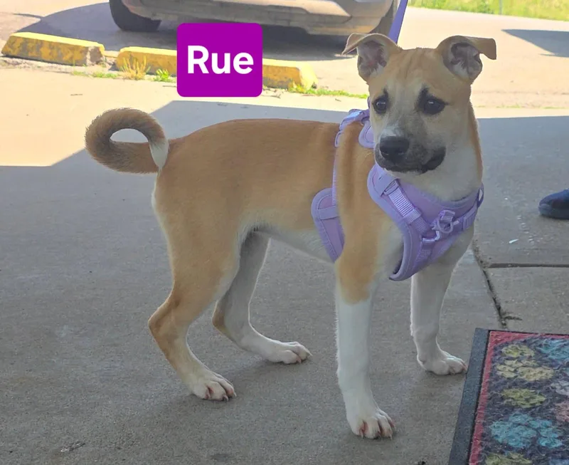 A baby medium-sized female White / Cream Black Mouth Cur dog named Rue for adoption in Clinton, MO