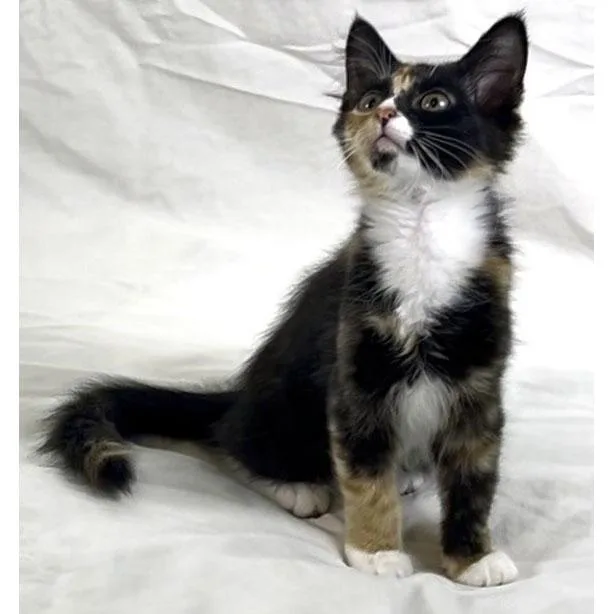 A baby medium-sized female Calico cat named Suzie Q for adoption in Tulsa, OK