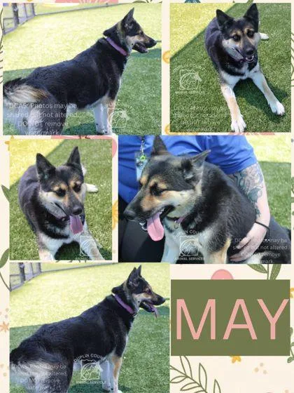 An adult medium-sized female Mixed Breed dog named May for adoption in Kenansville, NC