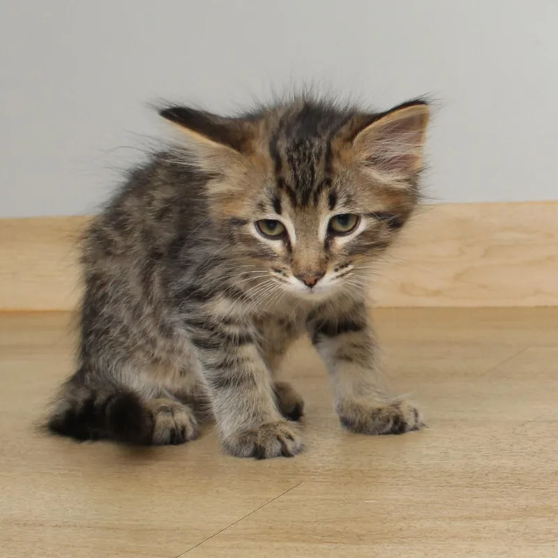 A baby small-sized male Brown / Chocolate Domestic Short Hair cat named Classical C for adoption in Minnetonka, MN