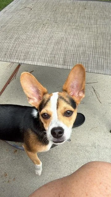 A baby small-sized male Chihuahua dog named FtA Levi for adoption in Newnan, GA