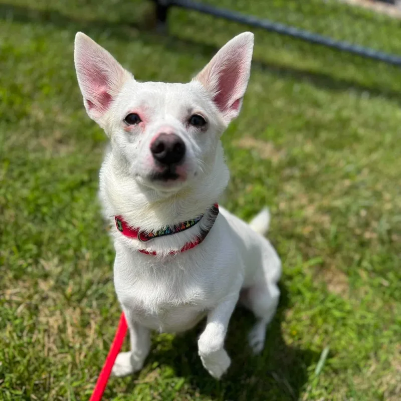 A young small-sized male White / Cream Chihuahua dog named Kiko for adoption in Buffalo, NY