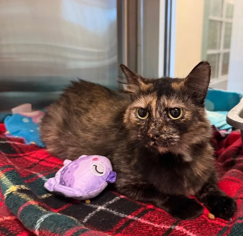 An adult small-sized female Domestic Short Hair cat named Mae for adoption in Seguin, TX