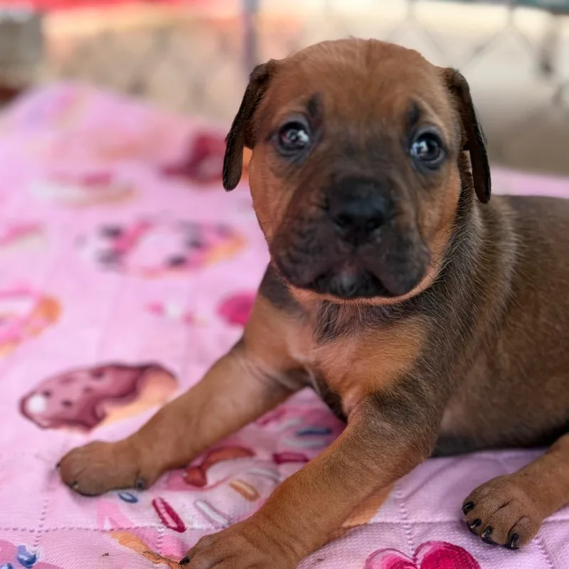 A baby small-sized female Yellow / Tan / Blond / Fawn Mixed Breed dog named Shania Twain for adoption in Enterprise, AL