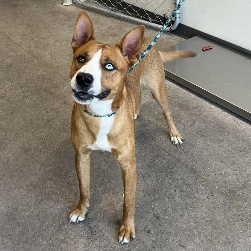 A young large-sized male Brown / Chocolate Mixed Breed dog named 110392 for adoption in Las Cruces, NM