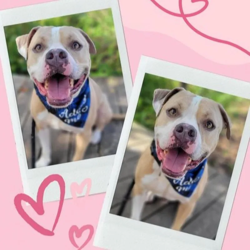 A senior medium-sized male Yellow / Tan / Blond / Fawn Mixed Breed dog named Stanley for adoption in Port Charlotte, FL