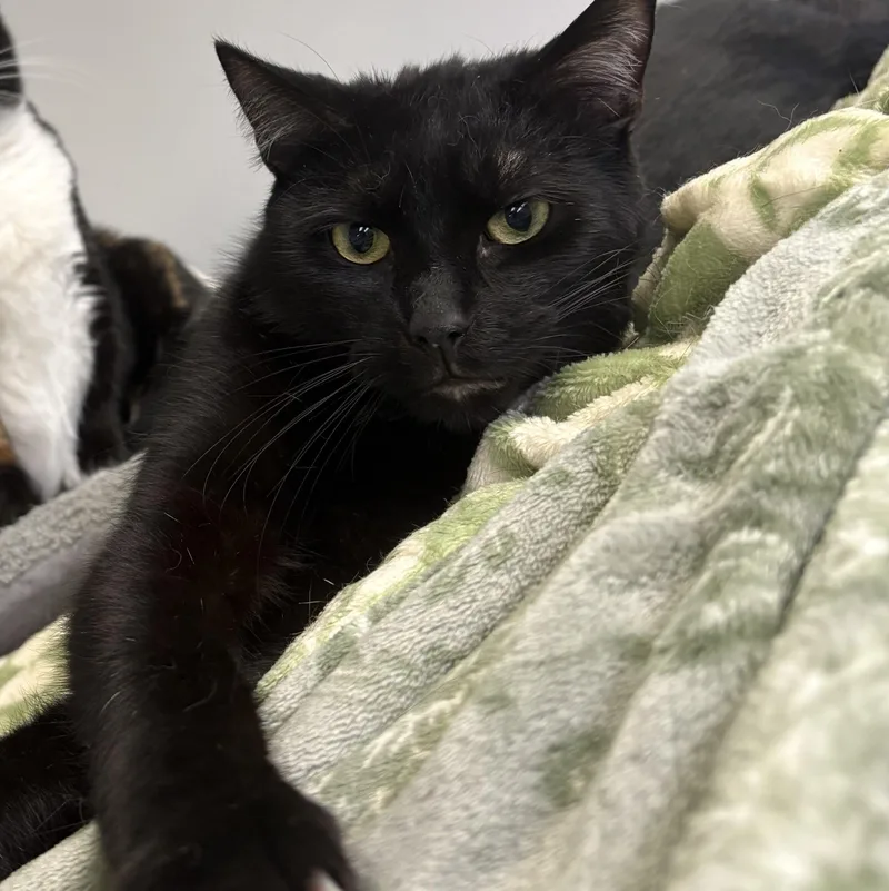 An adult medium-sized male Black Domestic Short Hair cat named Chardonnay for adoption in Wantagh, NY