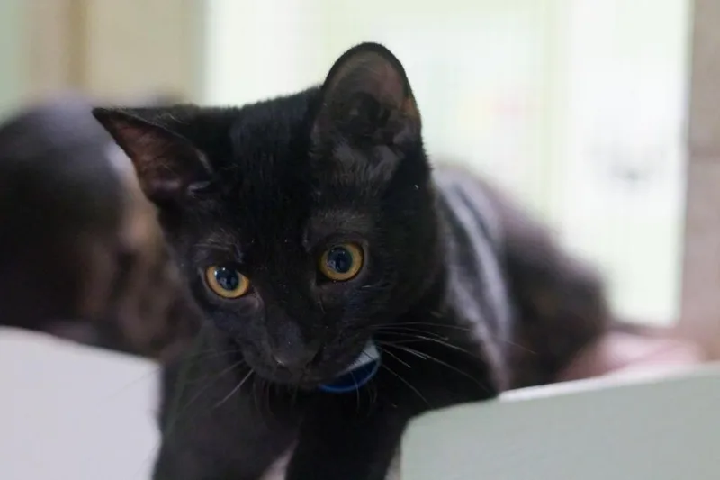 A baby medium-sized male Domestic Short Hair cat named Brembo for adoption in Hot Springs, AR