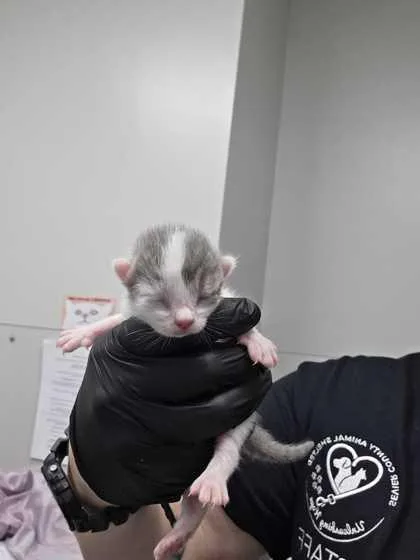 A baby small-sized female Domestic Short Hair cat named Waylon for adoption in Sevierville, TN