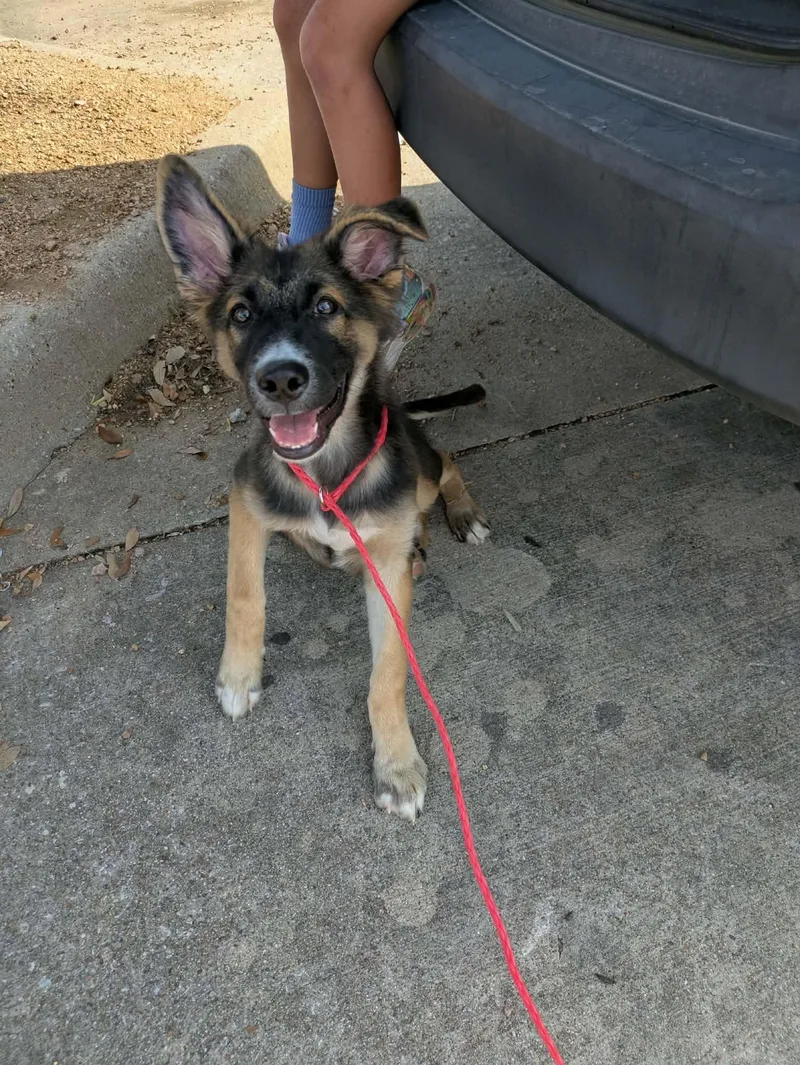 A baby medium-sized male German Shepherd Dog dog named Diesel for adoption in Lockhart, TX