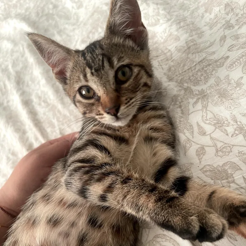 A baby small-sized female Orange / Red Domestic Short Hair cat named Luma for adoption in Los Angeles, CA