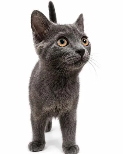A baby small-sized female Domestic Short Hair cat named Maggie for adoption in Cumming, GA