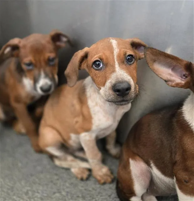 A baby small-sized female Mixed Breed dog named Ziggy for adoption in Dallas, TX