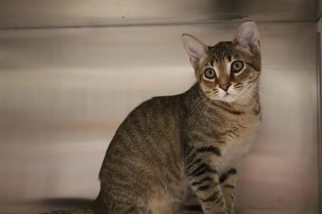 A baby small-sized male Domestic Short Hair cat named Geo for adoption in Naples, FL