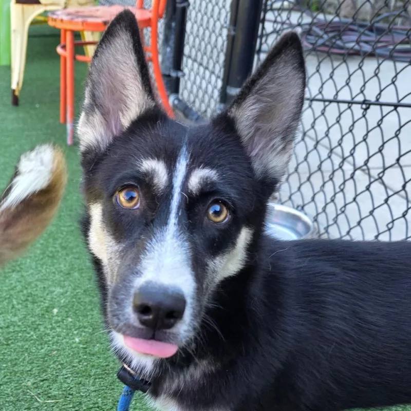A young medium-sized female Husky dog named Boo Boo for adoption in Chatham, VA
