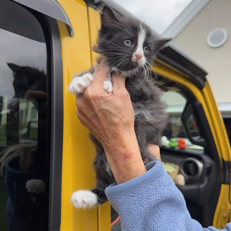 A baby medium-sized female Tuxedo cat named Pepper Jack for adoption in Hillsborough, NJ