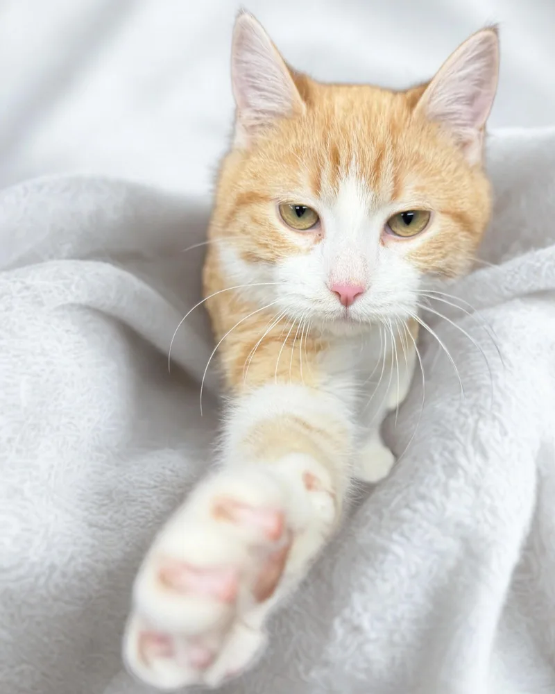 Tater Tot thumbnail 3