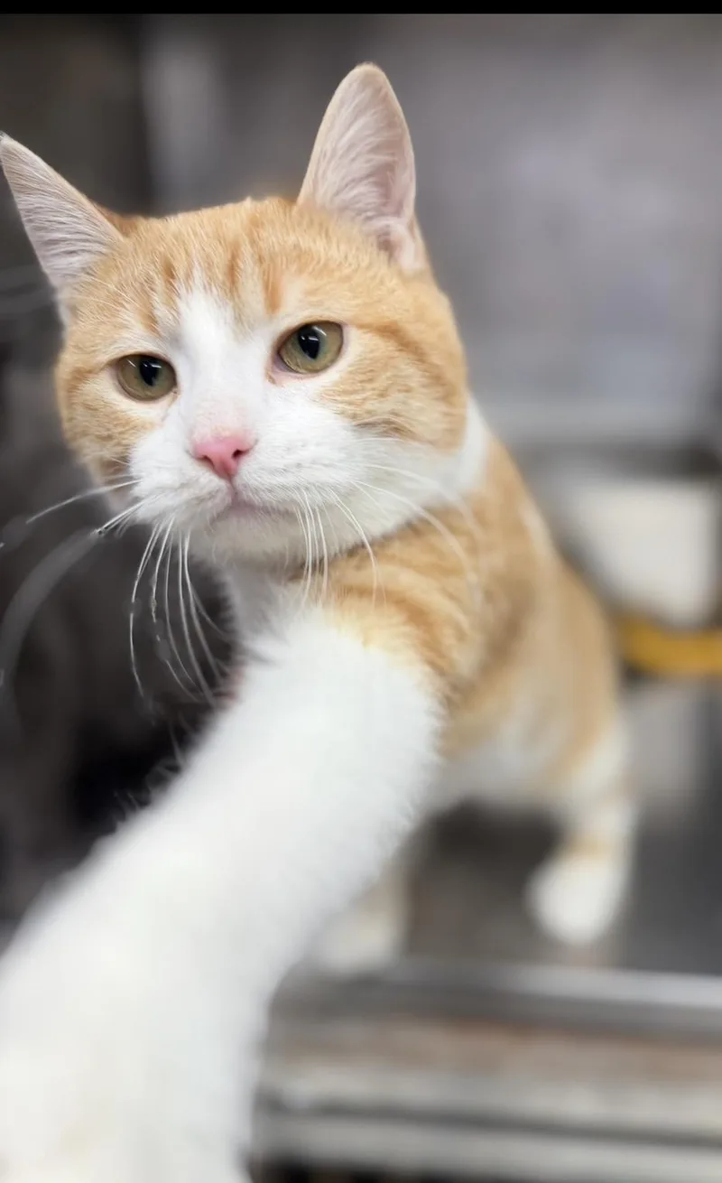 Tater Tot thumbnail 4