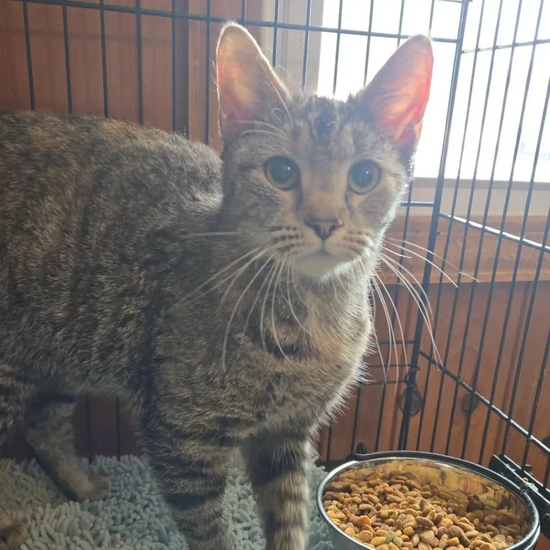 An adult medium-sized female Brown / Chocolate Domestic Short Hair cat named Possum for adoption in Rocky Mount, VA