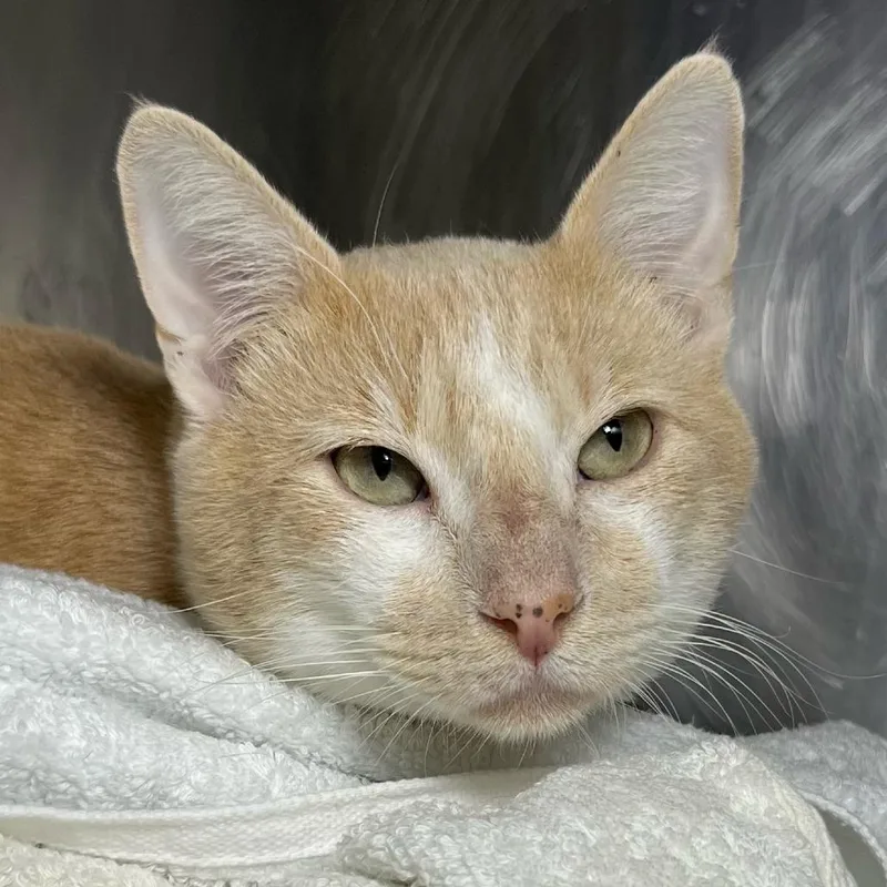 An adult medium-sized male Orange / Red Domestic Short Hair cat named Flapjack for adoption in Palm Springs, CA