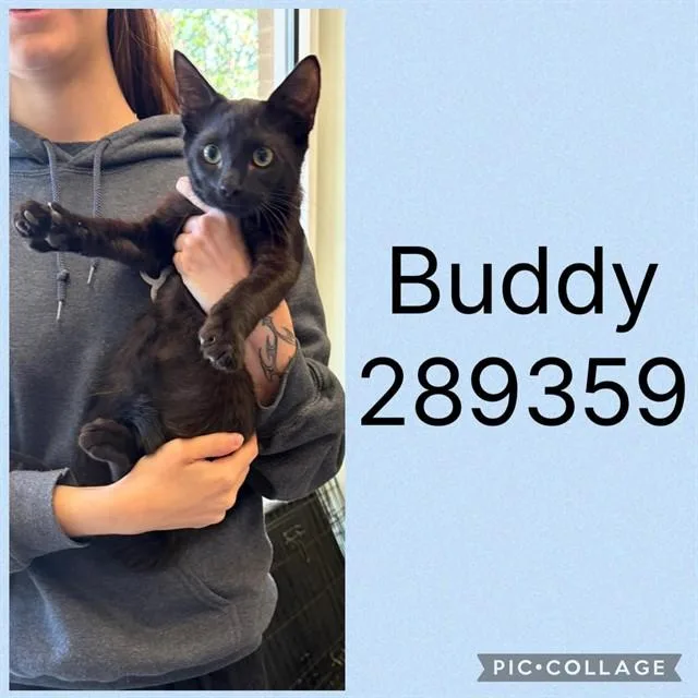 Buddy