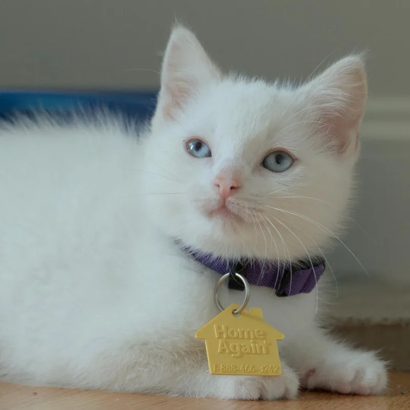 A baby small-sized male Flame Point Domestic Short Hair cat named Paddy for adoption in Springfield, MA