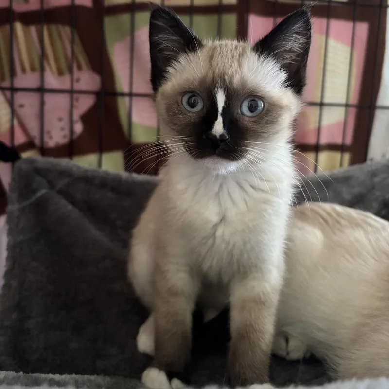 A baby small-sized female Brown / Chocolate Domestic Short Hair cat named Burrata for adoption in Sunnyvale, CA