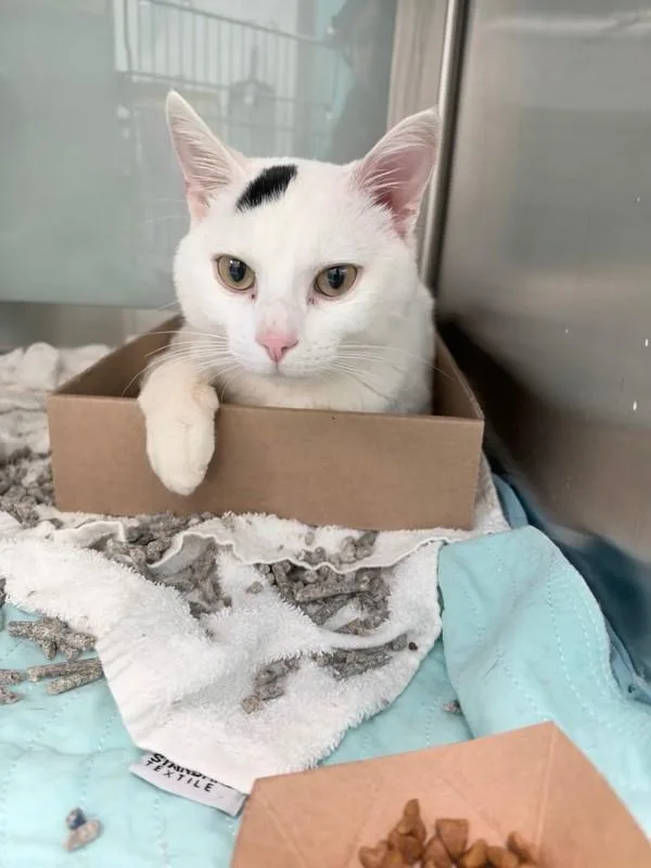 An adult small-sized male Domestic Short Hair cat named Elliot for adoption in Ridgewood, NY