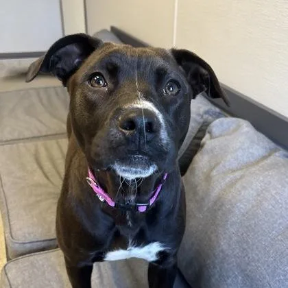 A young medium-sized female Mixed Breed dog named Callie for adoption in Lansing, MI