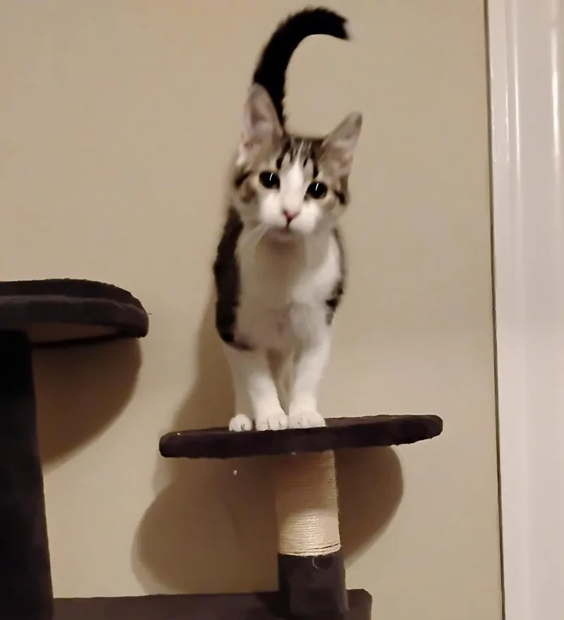 Lady Summer thumbnail 3