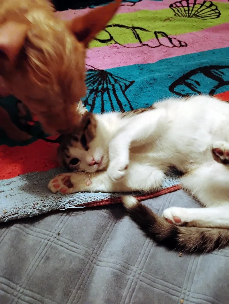 Lady Summer thumbnail 4