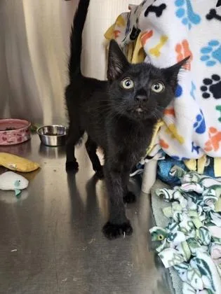 A baby medium-sized male Domestic Short Hair cat named Harry Pawter for adoption in Pleasanton, CA